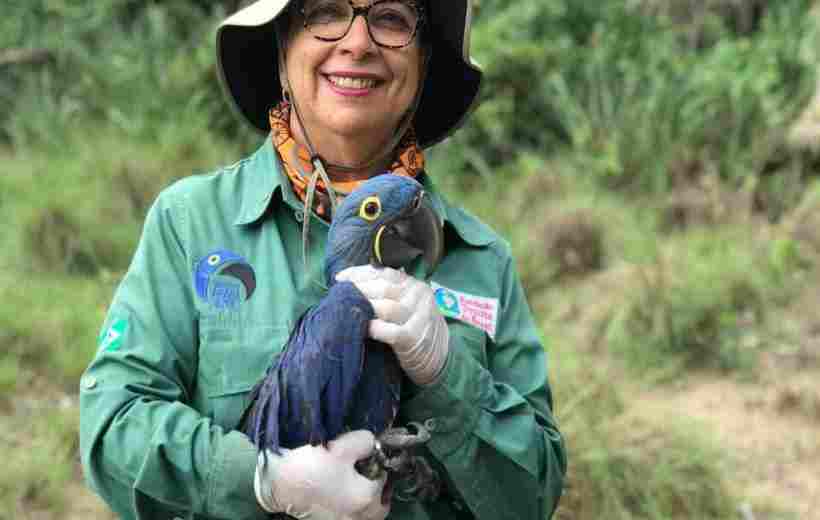 Brasil Una bióloga salvó del peligro de extinción al guacamayo azul