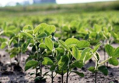La siembra de soja necesita que lluevan 100 milímetros en diciembre