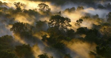 COP30: Firman una declaración histórica para combatir la desinformación sobre el cambio climático
