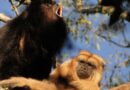 Misiones: Declararon al mono aullador como Monumento Natural