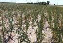 La provincia declaró la emergencia por desastre agropecuario en cuatro departamentos del norte