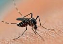 Una investigadora del Conicet afirma que en la Argentina aumentaron un 2500% los casos de dengue