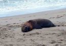 Chile confirmó la muerte de más de 70 lobos marinos y no descartan que sea por gripe aviar