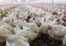 Gripe aviar: mantienen la prohibición de realizar eventos con aves domésticas