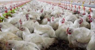 Gripe aviar: Argentina restituye su estatus de país libre del virus