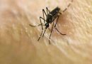 Dengue: situación en la provincia de Santa Fe