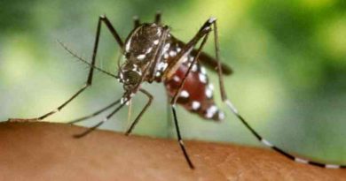 Investigan la respuesta inmune de la vacuna contra el dengue en personas mayores de 60 años