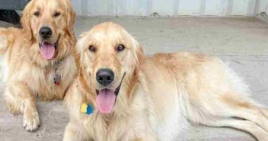 Mascotas: Cómo prevenir la otitis, una amenaza silenciosa del calor y el agua