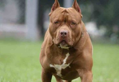 Córdoba: “los perros me lo estaban comiendo”: el desgarrador relato de la mamá del nene atacado por un pitbull