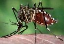 Brasil: Inauguraron una fábrica de mosquitos modificados para combatir el dengue