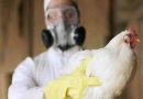 Estados Unidos confirma la presencia de gripe aviar altamente patógena
