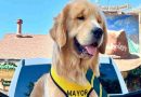 Max III, el golden retriever que completó su primer año como alcalde de Idyllwild, California