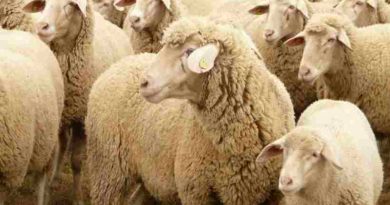 Un hecho insólito en Grecia: Un rebaño de ovejas se comió 300 kilos de marihuana