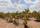 Un informe confirma que La Niña impactará fuertemente en Argentina con sequías y bajas precipitaciones