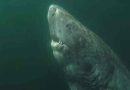 Reapareció el tiburón más viejo del planeta: podría tener más de 500 años