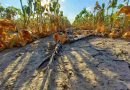 Emergencia agropecuaria: La provincia reabre la inscripción a la línea para recomposición productiva 2023
