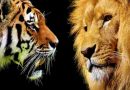 Un balotaje que interpela el valor de la democracia: “La fábula del tigre y el león”