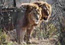 Una hormiga invasora modificó la dieta de los leones en Kenia
