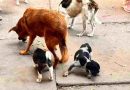 Maltrato animal: La Secretaría de Control de la Municipalidad rescató 5 perros en dos procedimientos