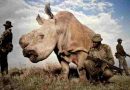 Sudáfrica: Creció la caza furtiva de rinocerontes con casi 500 ejemplares muertos