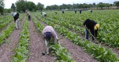 UATRE advirtió que 120 mil puestos de trabajo rural están en riesgo