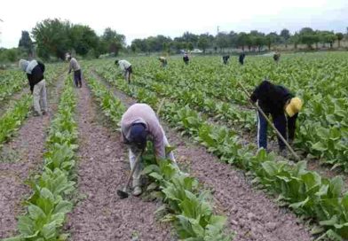 El Gobierno no renovó la compatibilidad con planes sociales y 120.000 puestos rurales están en riesgo en el campo
