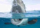 Estados Unidos: Atrapó a un tiburón, sufrió una severa mordedura y fue salvado por socorristas