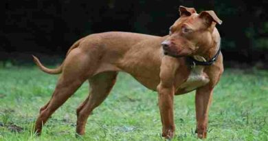 Un adolescente fue atacado por un pitbull en zona norte