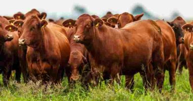 La faena bovina cae a su nivel más bajo en diez años y terminaría el año por debajo del 2025