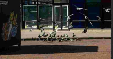 Para controlar la población de palomas el municipio desarrolla diversas acciones