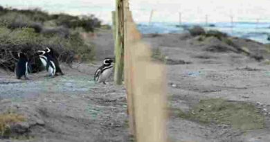 Se conoce el veredicto contra el ganadero acusado de la matanza de pingüinos en Punta Tombo