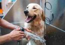 Cuál es la frecuencia ideal para bañar a nuestros perros