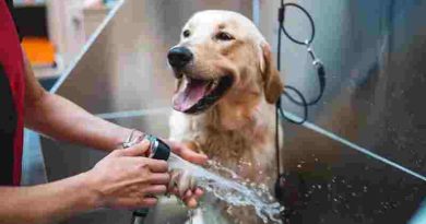 Cuál es la frecuencia ideal para bañar a nuestros perros