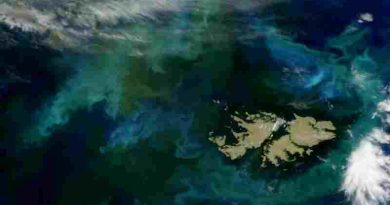 Las Islas Malvinas rodeadas de fitoplancton