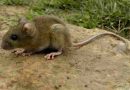 Confirmaron un caso de hantavirus en Bariloche