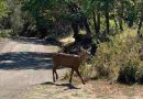 Después de casi 30 años, se registró un huemul en el Parque Nacional Lanín