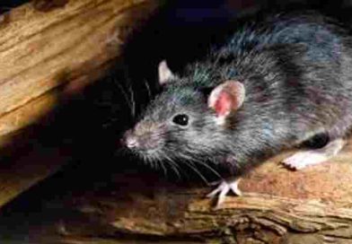 La OMS confirmó un segundo caso de hantavirus en el crucero