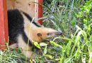 Biodiversidad: en un año se rescataron 1.402 animales silvestres y se logró la liberación de 570