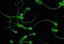 Una tecnología creada por argentinos aumentó las tasas de éxito en tratamientos de reproducción asistida