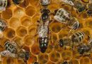 Día Mundial de las Abejas