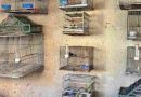 Rescataron casi 100 aves exóticas en Córdoba: Estaban en cautiverio en casas de Santa Rosa de Calamuchita
