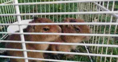 Horror en Pueblo Esther: Rescatan carpinchos bebés que estaban a punto de convertirse en milanesas de capibara