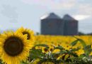 El girasol se posiciona como nueva estrella del agro argentino