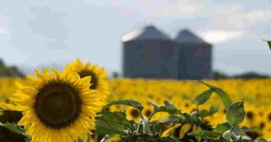 El girasol se posiciona como nueva estrella del agro argentino