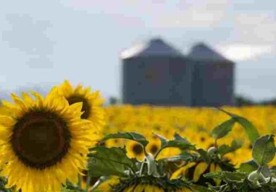 El girasol se posiciona como nueva estrella del agro argentino