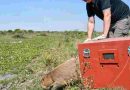 Biodiversidad: La provincia liberó fauna silvestre rehabilitada en el norte santafesino