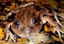 Un argentino ganó el “Óscar verde” por su labor en la preservación de una de las ranas más amenazadas del país