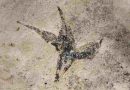 Hallan en San Luis la flor más antigua de Argentina: “Pequeña estrella del sur”