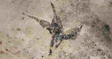 Hallan en San Luis la flor más antigua de Argentina: “Pequeña estrella del sur”