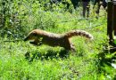 Biodiversidad: La provincia ya liberó más de 350 animales silvestres en 2025